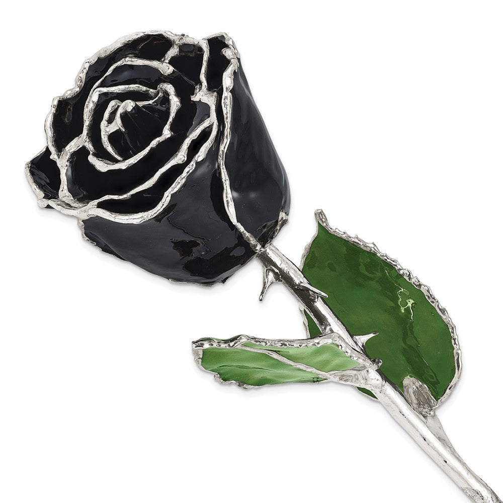 Lacquer Dipped Silver Trim Black Rose