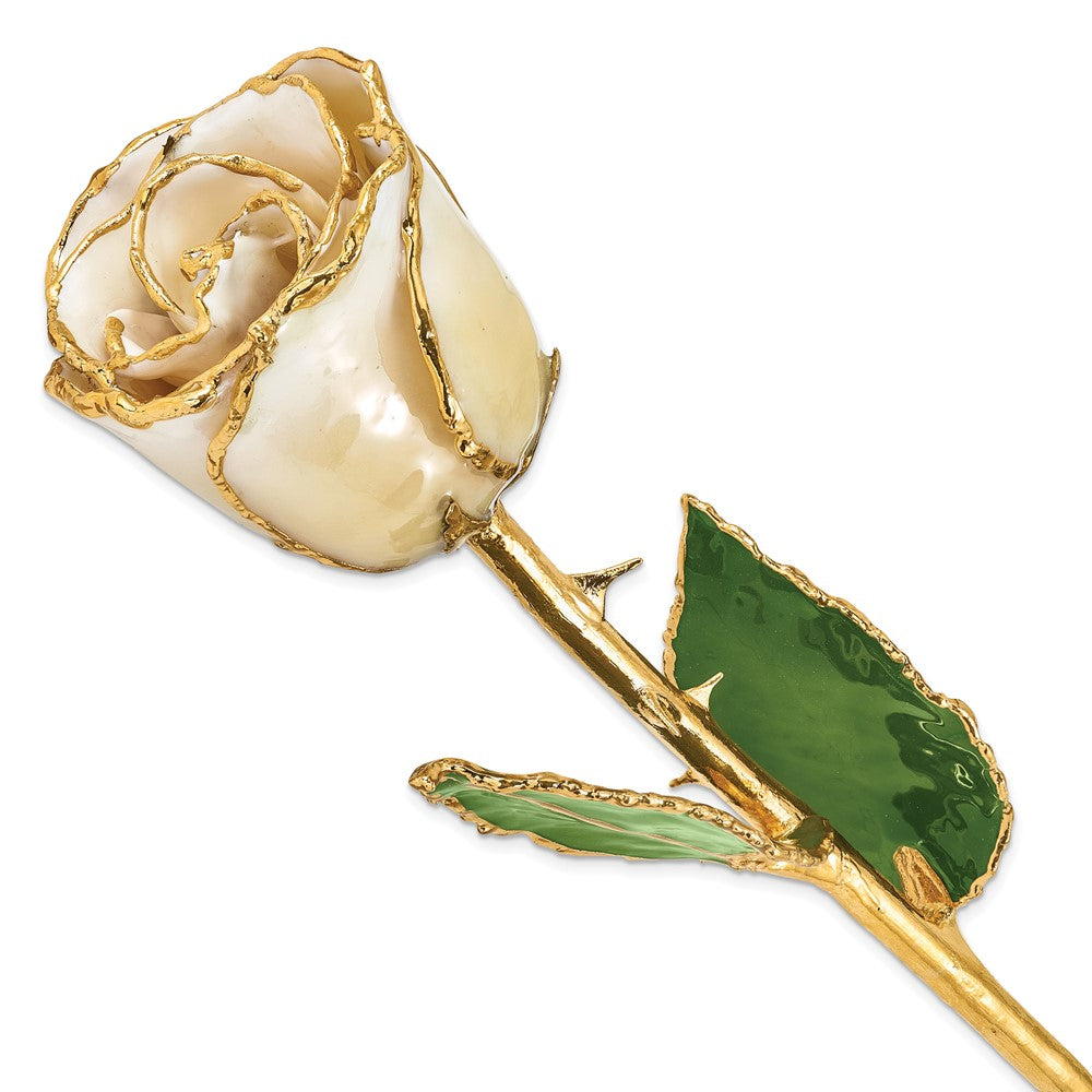 Lacquer Dipped Gold Trimmed Cream/White Rose
