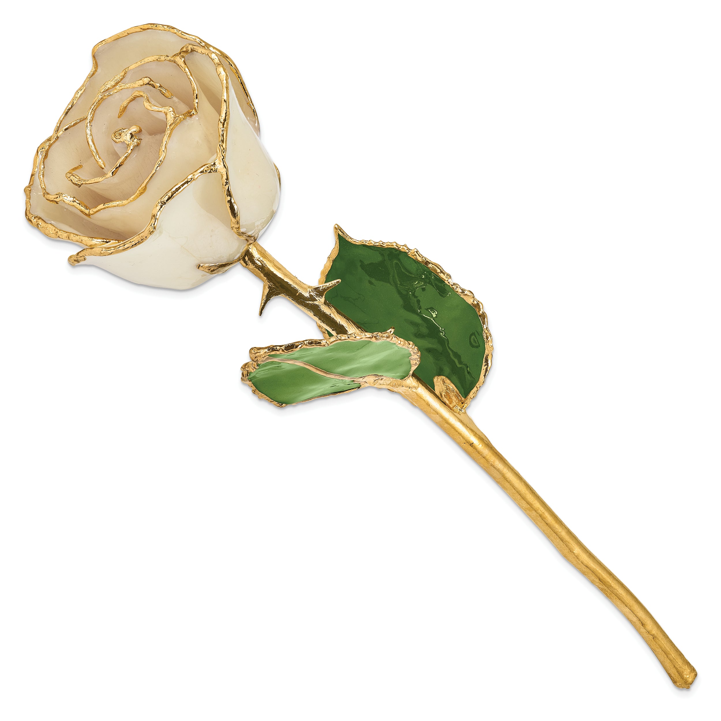 Lacquer Dipped Gold Trim White Rose