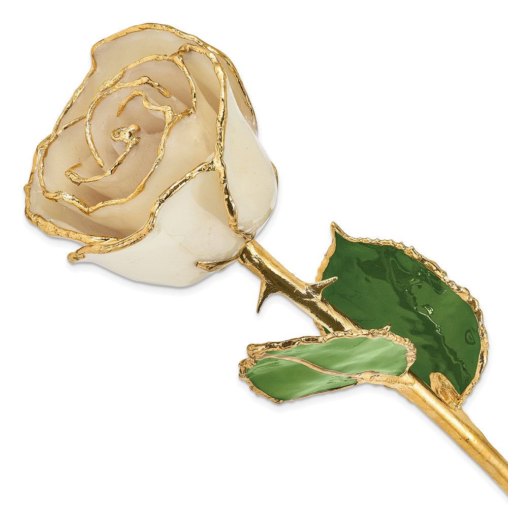 Lacquer Dipped Gold Trim White Rose