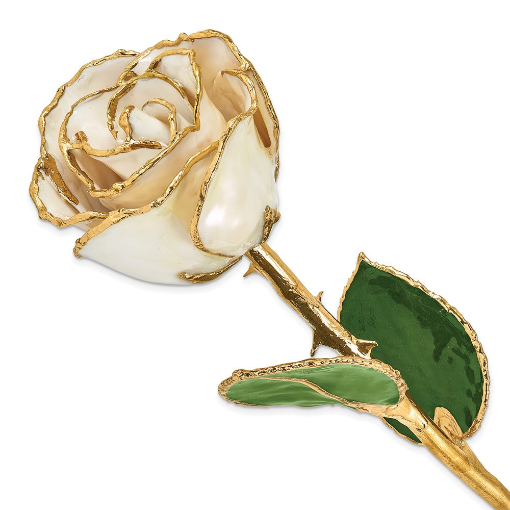 Lacquer Dipped Gold Trim White Satin Rose