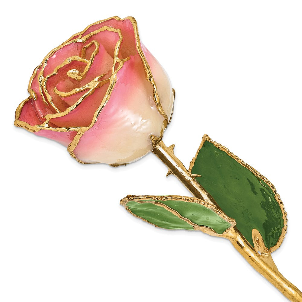 Lacquer Dipped Gold Trim White Pink Rose