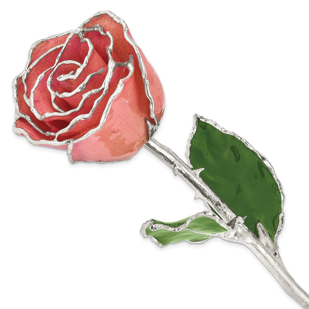 Lacquer Dipped Silver Trimmed Pink Rose