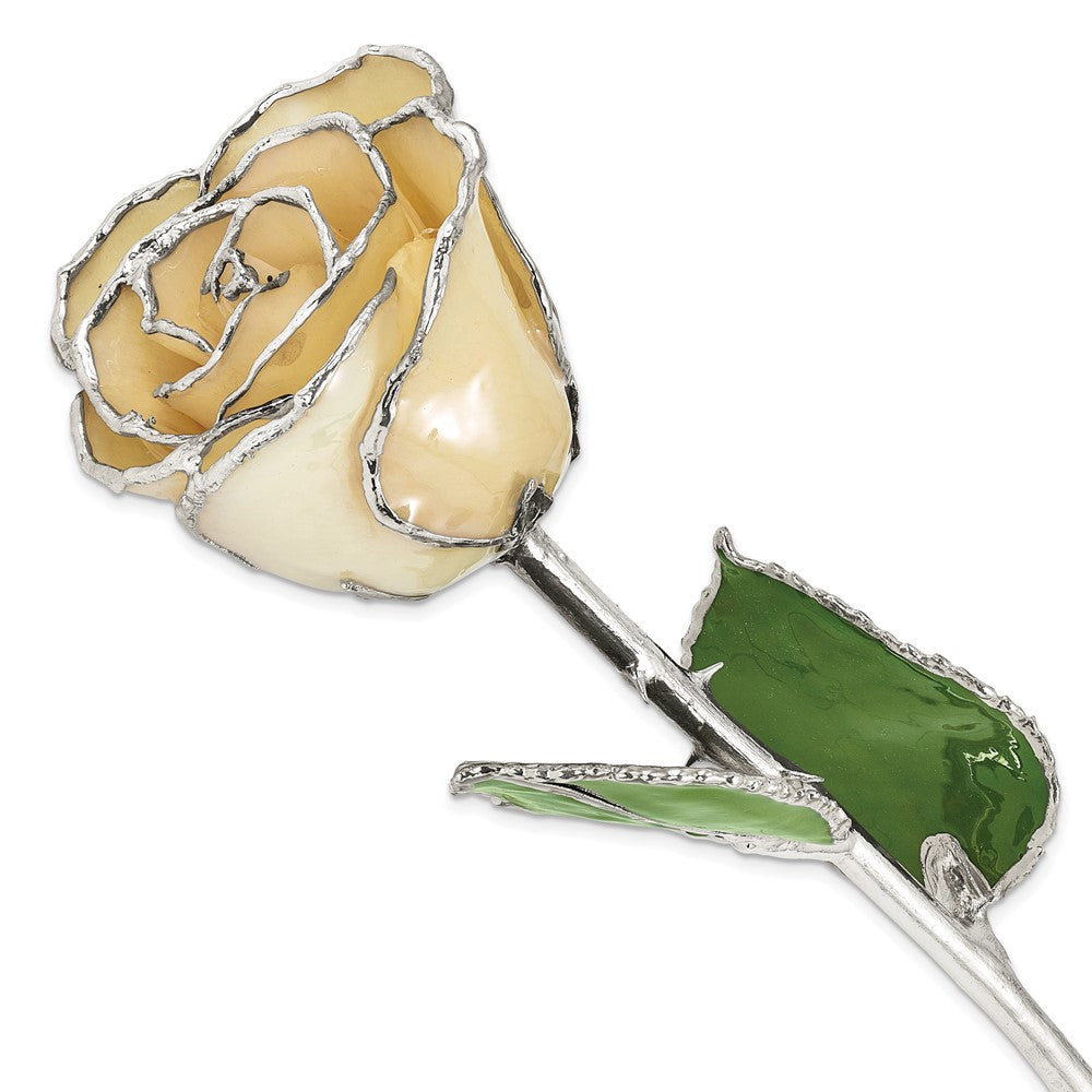 Lacquer Dipped Silver Trimmed White Rose