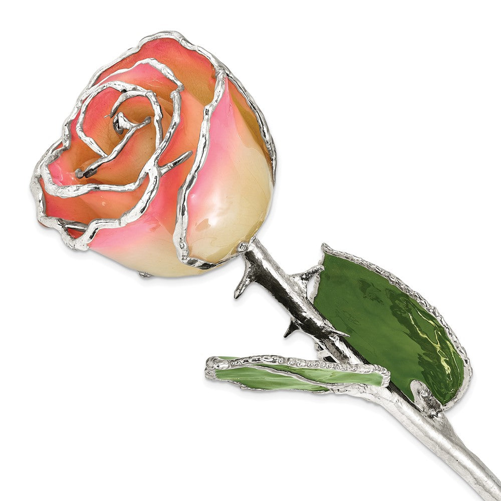 Lacquer Dipped Silver Trimmed White/Pink Rose