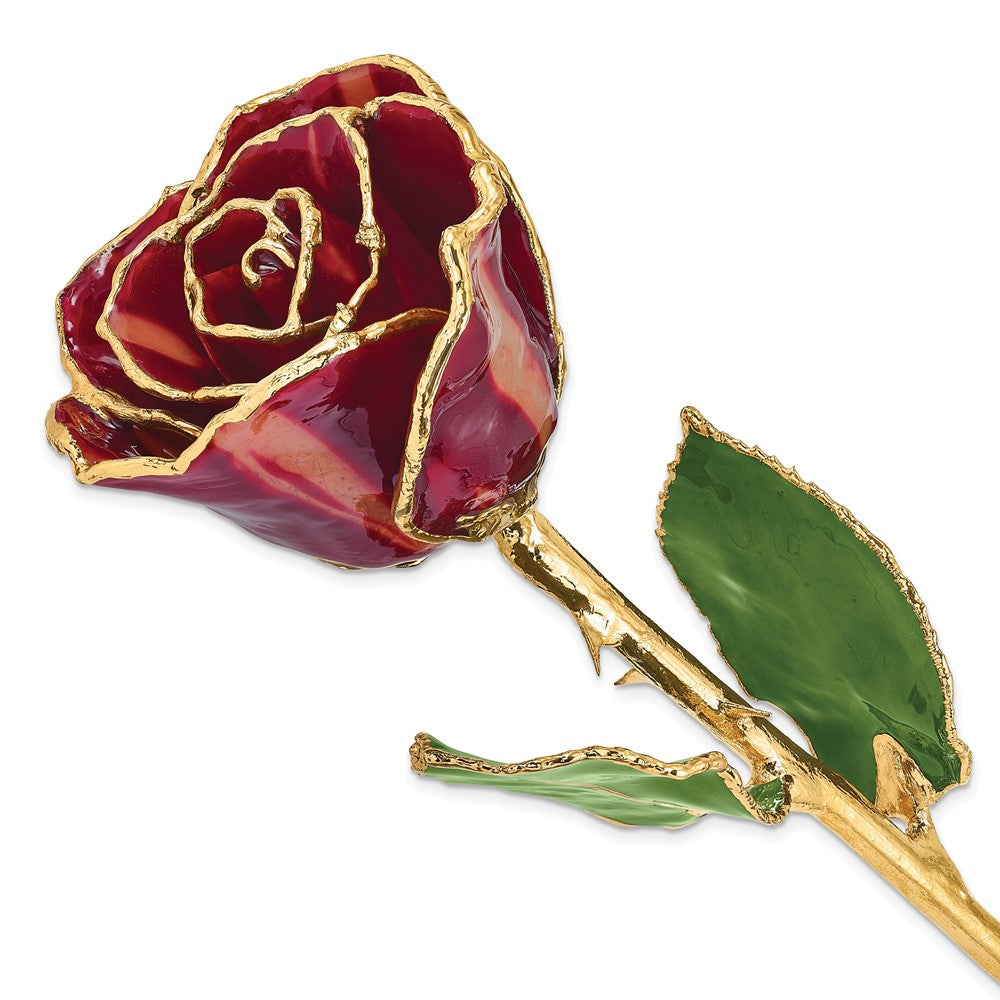 Lacquer Dipped Gold Trim Abracadabra Rose