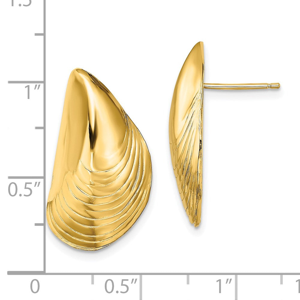 14k Yellow Gold 13.2 mm Polished Mussel Shell Post Earrings (6.04 grams)
